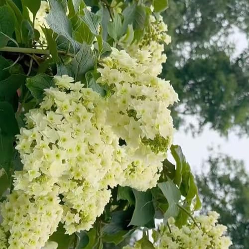 eichenblatthortensie - stauden winterhart mehrjährig hortensien winterhart, winterharte für garten, exotische blumensamen balkon frühlingsblumen 100samen eichenblatthortensie - stauden winterhart mehrjährig hortensien winterhart, winterharte für garten, exotische blumensamen balkon frühlingsblumen 100samen