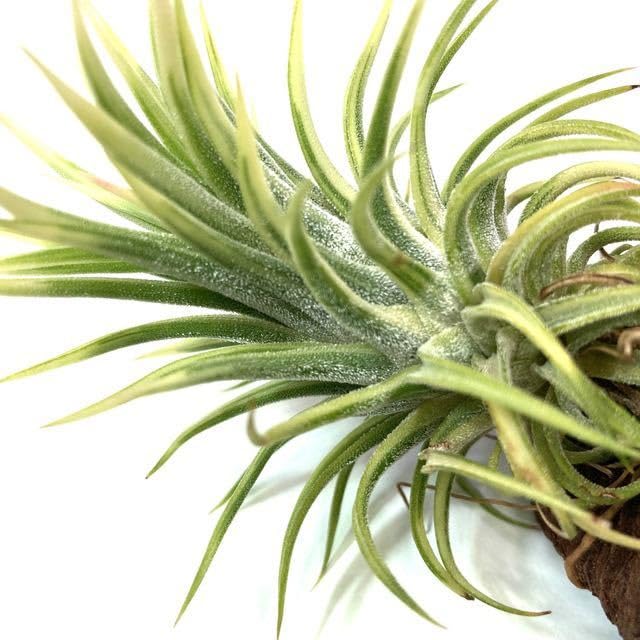 Amazon.co.jp: (現品) チランジア イオナンタ 'アルボマージナータ