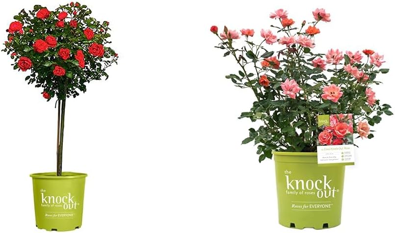 3g Knock Out Double Red Tree Rose and 2 Gallon Knock Out Double Pink Rose Bundle