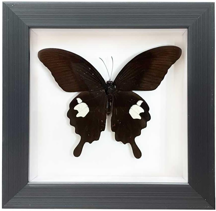 Real Framed Butterfly Moth Dead Insect Shadow Box Taxidermy Specimens