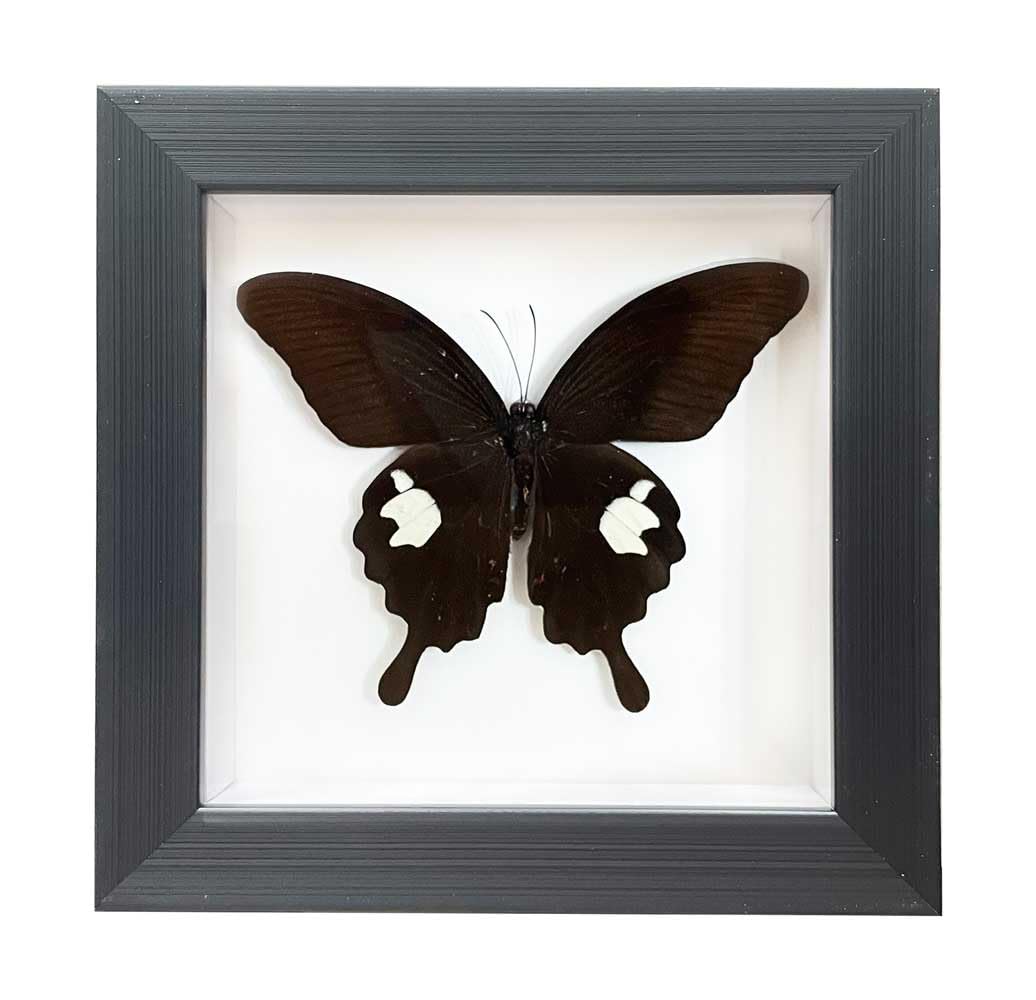 Handcrafted Taxidermy Animals Frame Wall Art, Real Butterfly Framed Taxidermy Shadow Box Collection for Oddities and Curiosities Gifts
