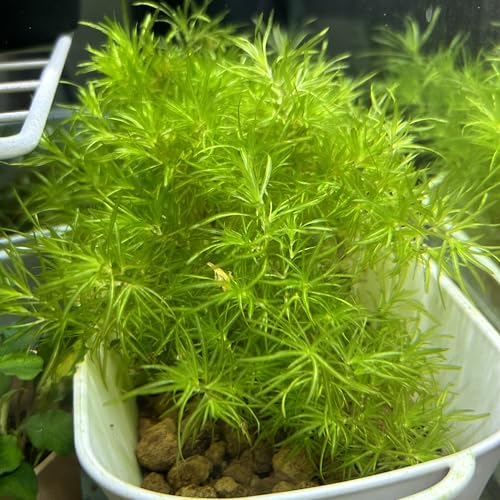 ナヤス5本 水草 無農薬 メダカ水槽におすすめ