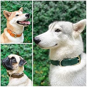 Tuff-Pupper-Classic-Heavy-Duty-Dog-Collar-10x-Stronger-Than-Leather-100-Waterproof-Odor-Proof-Dog-Collar-Tough-Rust-Proof-All-Metal-Hardware-Small-12-15-Neck - Cucciolini Doodles   Tuff-Pupper-Classic-Heavy-Duty-Dog-Collar-10x-Stronger-Than-Leather-100-Waterproof-Odor-Proof-Dog-Collar-Tough-Rust-Proof-All-Metal-Hardware-Small-12-15-Neck