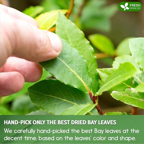 Image of FreshDrinkUS, Premium 450+ Dried Bay Leaves, Bay Leaf Tea, Bay Leaves Spice, Whole Nice Leaves, Wildcrafted, Fresh Harvested, Bay Leaves For Cooking, Sugar-Free, Gluten Free, Caffeine Free, Vegan