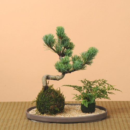 遊恵盆栽 苔玉:五葉松・しのぶ(受け皿付)* 盆栽 bonsai