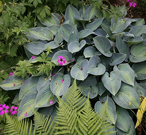 Hosta June Plant in 9cm Pot