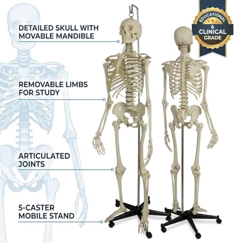 Image of Articulated Human Skeleton Model 5.6 Feet Tall with Durable Plastic Base and Iron Support Rod, Life Size Anatomical Educational Teaching Skeleton for Medical Study, Classroom, Clinic and Training Use