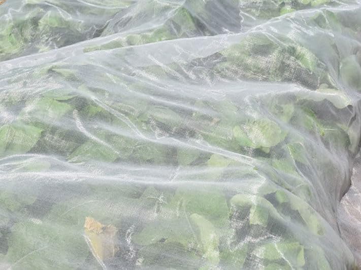 Maillestore Filet Anti-Insectes 45gr/m² - Spécial Altise 4.4m x 10m Cristal