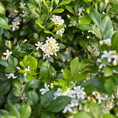 Semillas de Murraya paniculata, balcón jazmín naranja, jardín rocas resistentes en variedades antiguas silvestres verdes 60pcs