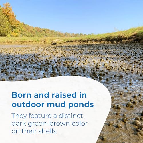 Toledo Goldfish Live Trapdoor Snails, Perfect for Ponds, Aquariums, or Tanks - 25 Count