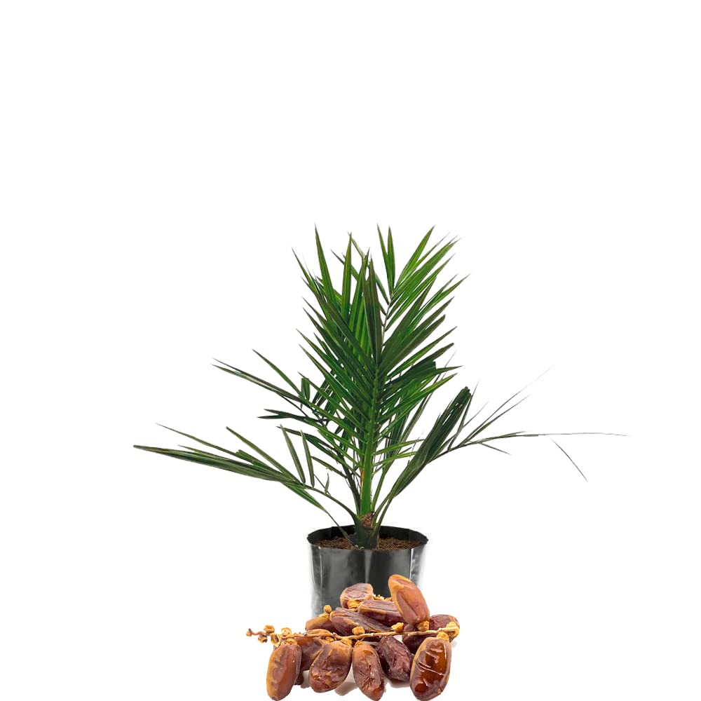 IXORA Deglet Noor Dates Palm Khurma Khajoor Arabian Variety Dwarf Fruit Live Plant & Tree(1.5-3 Feet Size)