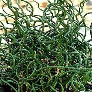 Juncus effusus spiralis | Cavatappi Rush | Ritorto Frecce | 100_Seeds