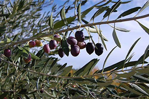 Meine Orangerie Olivenbaum Bonsai - echtes Olivenbäumchen - Olea Europaea - Olive Tree - altes Olivenstämmchen in der Schale - Bonsai Olive mit kurzem Stamm - Olivenbaum echt - Bonsai Baum - Image 3