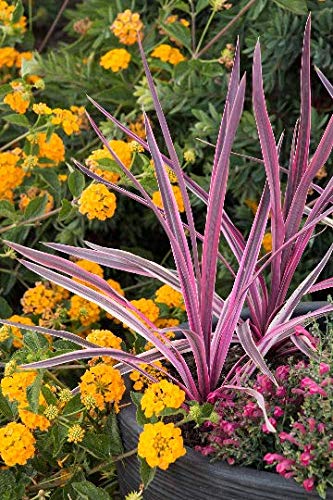 Amazon.com : 9EzTropical - Electric Pink Cordyline- 1 Plants - 1 Feet or  Taller - Ship in 1 Gal Pot : Patio, Lawn & Garden