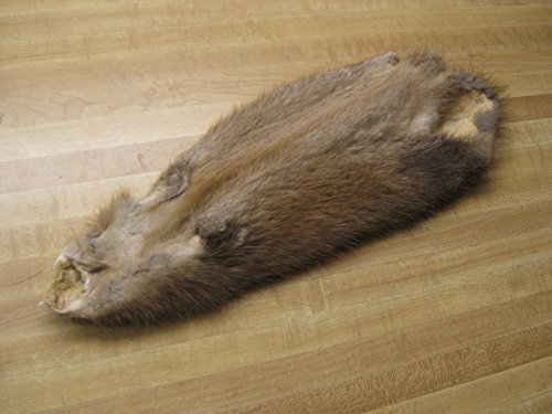 Tanned Muskrat Hide Fur #2 Quality