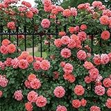 Kletterrose Rosa – Pflanze – Romantische rosa Blüten, winterhart, niederländische Qualität für vertikale Flächen – 2 Pflanzen – keine Samen, keine Zwiebeln und nicht künstlich