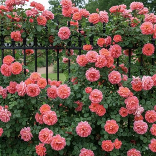 Kletterrose Rosa – Pflanze – Romantische rosa Blüten, winterhart, niederländische Qualität für vertikale Flächen – 2 Pflanzen – keine Samen, keine Zwiebeln und nicht künstlich