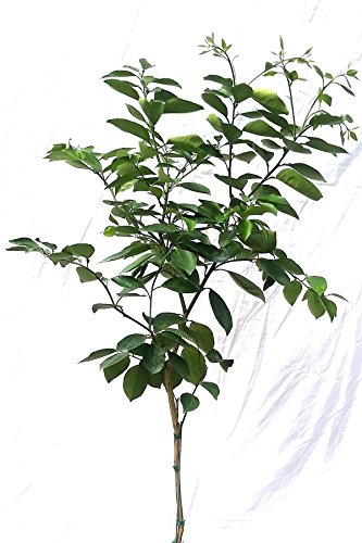 Root 98 Warehouse Dwarf Valencia Orange Tree