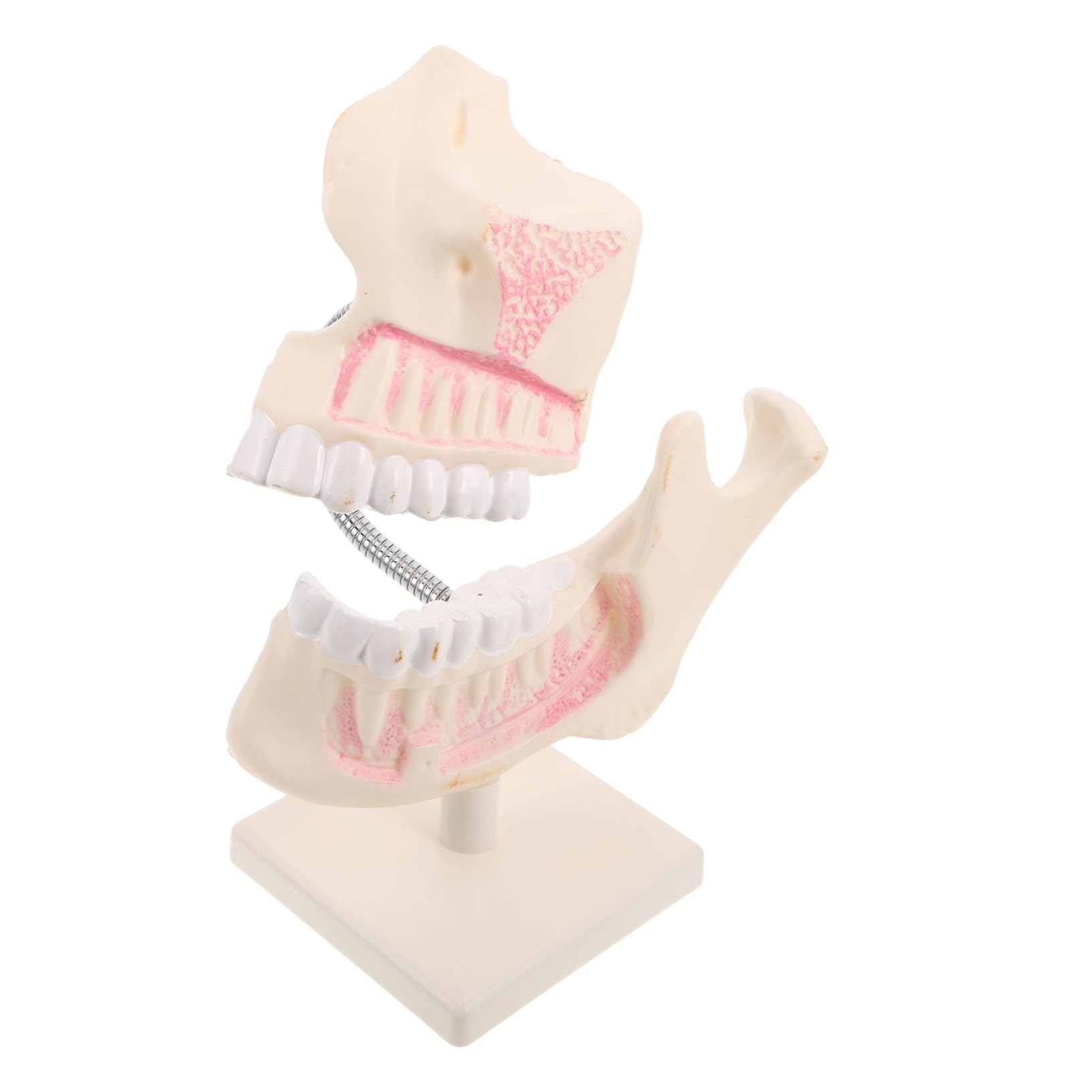 Modello in Plastica per Pratica Odontoiatrica Rappresentazione Anatomica Accurata Modello di Studio per Studenti e Tecnici Strumento Didattico per Esami e Insegnamento