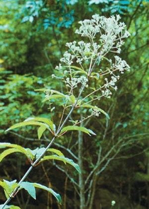 Joe-Pye Weed (Eupatorium fistulosum), paquete de semillas, verdadera semilla nativa