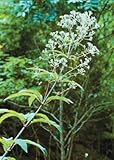 Joe-Pye Weed (Eupatorium fistulosum), Seed Packet, True Native Seed