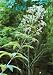 Joe-Pye Weed (Eupatorium fistulosum), 1000 Certified Pure Live Seed, True Native Seed