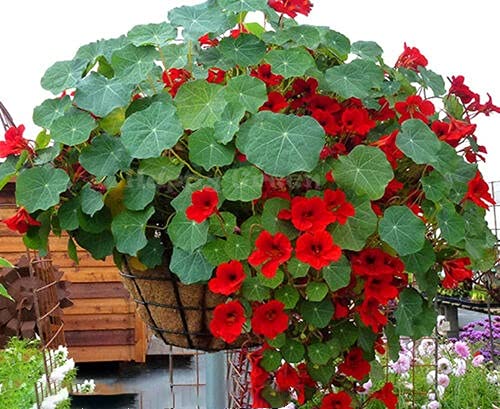 Buy4seeds Nasturtium - Tom Thumb - Empress of India - 120 Seeds - Tropaeolum nanum Flower for Planting Garden Yard Patio and Useful for Gifts