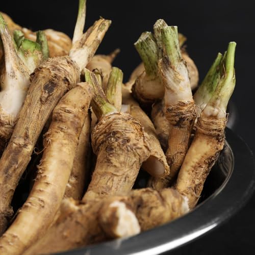 Semi di rafano, biologici Armoracia rusticana cucina del giardino semi di rafano resistenti semi di invernali da balcone 100pcs