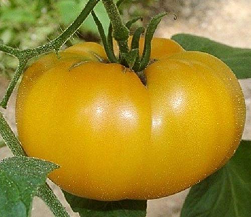 Amazon.com : Aunt Gertie's Gold Tomato Seeds - Delicious Taste is