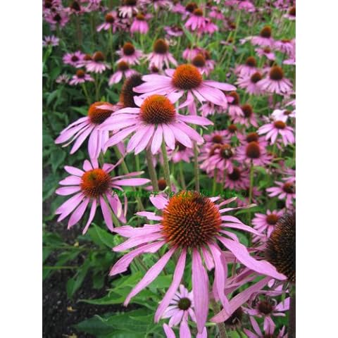 Premier Seeds Direct Echinacea Coneflower Seeds Cover