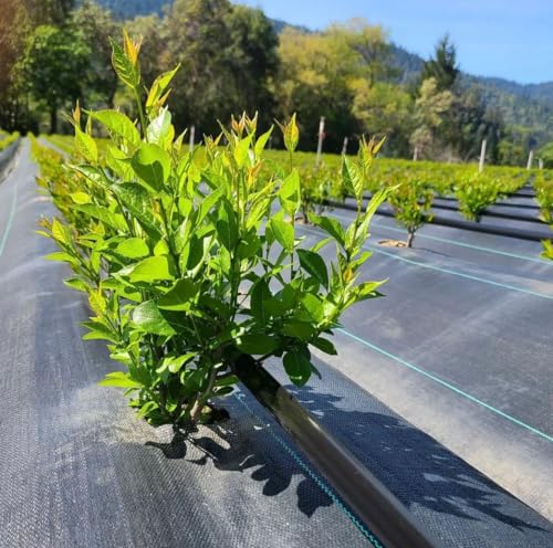 Siddhi Weed Mat 1.5 Meter x 100 Meter 110 GSM Ground Cover (5 feet x 100 Meter)