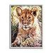 Stupell Industries Baby Lion Resting Animal Nature Framed Giclee Art, Design by Ashley Aldridge