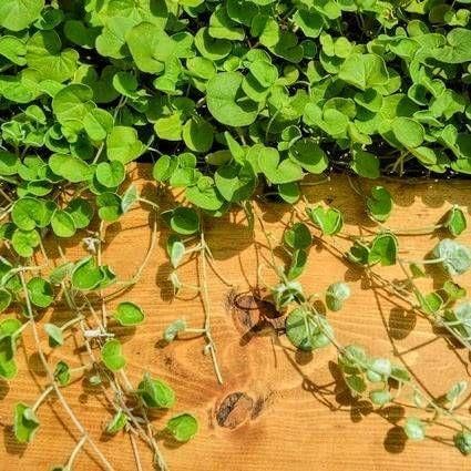 最強グランドカバーの種ダイカンドラ 花の種子 300g！緑肥 芝生代用