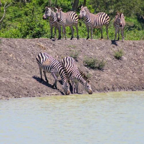 UWA's Climate Change Adaptation Measures Saving Wildlife In National Parks