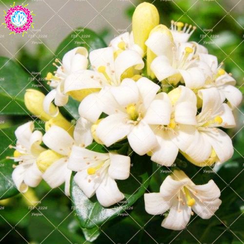 Pinkdose 20Pcs Murraya Paniculata Seed True Orange Jasmine Shrub with Fragrant White Flower Seed Perennial Garden Climbing Seed
