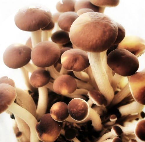 Pioppino Black Poplar Mushroom Growing Log Kit