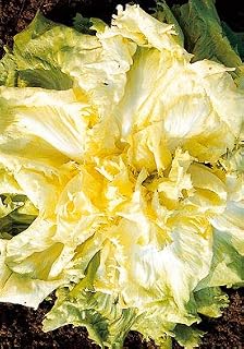Salerno Seeds Escarole Full Heart Indiva Escarola 7 Grams Made in Italy Italian Non-GMO
