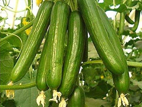 Plants Beauty Circle (AVG 100-215) seeds Green Cucumber Seeds - Long Hybrid Vegetable Seeds (B0B2DY4MBF) Amazon Price History, Amazon Price Tracker