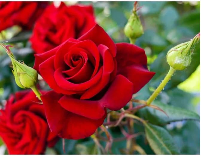 Green view"Grafted red rose plant- Grafted Healthy Rose | gulap | golap| plant (B0BVZKWVQX) Amazon Price History, Amazon Price Tracker