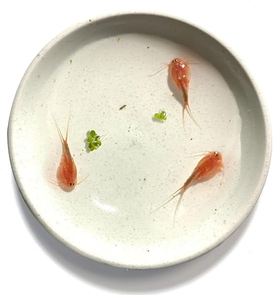 [生き餌屋] 淡水 赤カブトエビの卵 - 2