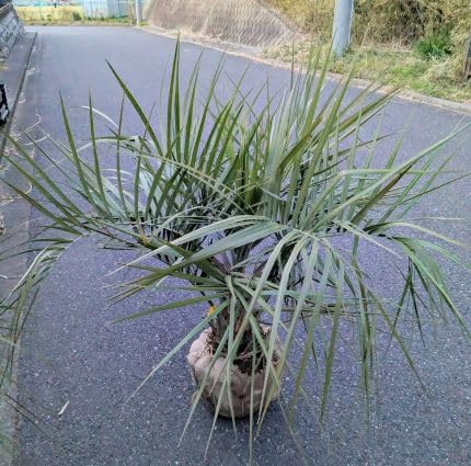 Amazon｜現品 ≪庭用 ココスヤシ コモ巻き 大苗≫ 耐寒性ヤシの木