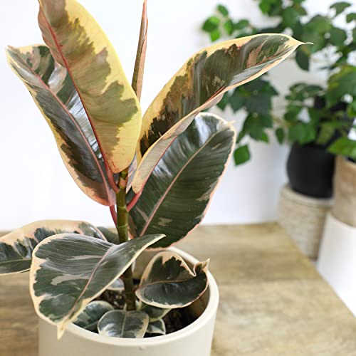 6" Ficus Tineke, Variegated Rubber Plant, Real Ficus Tree, Indoor Garden Greenhouse Plant Room Decor Office Plants Live Real Plants Indoor Live Plants Indoor Plants Live Houseplants By Plants For Pets #TOP7