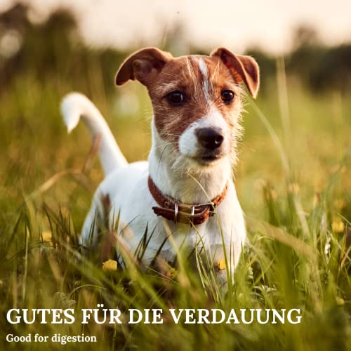 Stiefel Pflanzenkohle für Hunde, 100% Reine Pflanzenkohle für eine gesunde Verdauung, positiven Effekt auf den Stoffwechsel, 50g