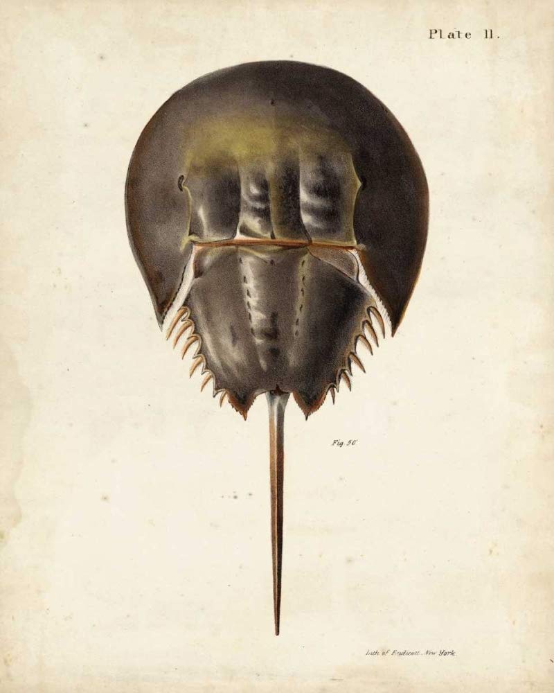 Vintage krab podkowy plakat nadruk - DeKay (18 x 24)