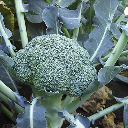 Golden Hills Farm Broccoli F1 Hybrid Seeds 200+ seeds (B096W315DM) Amazon Price History, Amazon Price Tracker