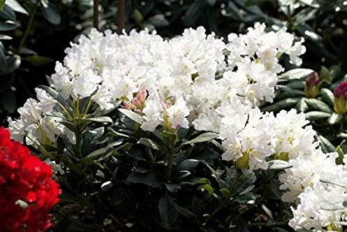 Rhododendron Cunninghams White Alpenrose weiß 3040cm im Topf gewachsen