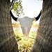 Real American Bison/Buffalo Skull - from Skulls Unlimited