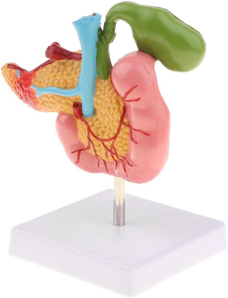 1:1 Lifesize Pancreas Duodenum Gallbladder Model for Anatomical Study Kit - Detailed Pathological Anatomy Display Tool -Material - 17x10x18cm