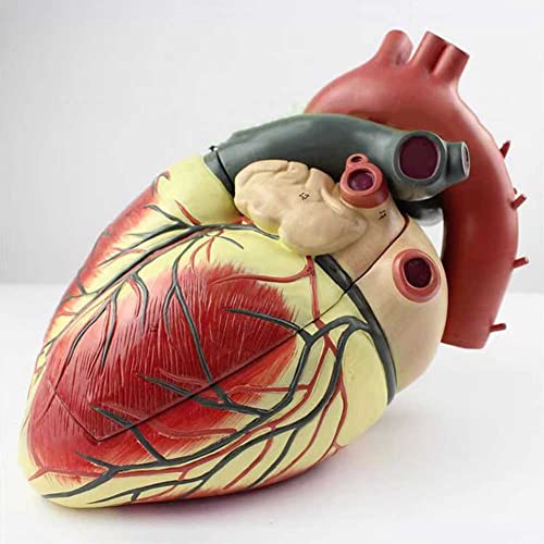 Modèle d'enseignement d'anatomie cardiaque 4X avec repères numériques et base - 8