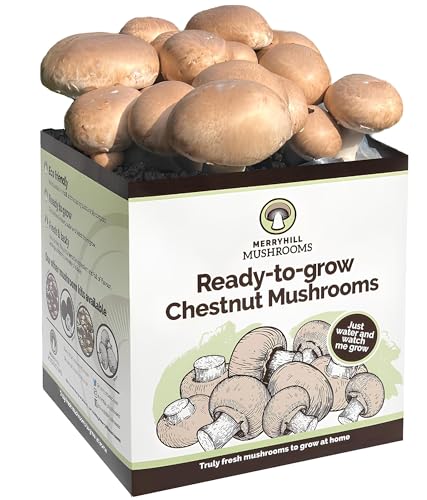 Merryhill Mushrooms - Fresh Chestnut Mushroom Growing Kit | Gardening Gifts for Women Men & Kids | Grow Your Own Kits | Easy & Delicious to Eat | Mushroom Gifts (One Chestnut Mushroom Grow Kit)